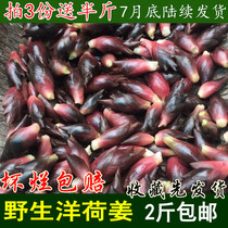 Minghe Wild Yanghe and Fresh Yanghe Huo Yanghe Yanghe Yang Huo Yanghe Yanghe Yanghe Yang Huo Yanghe Yanghe Ginger 500g