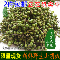 Fresh Lindera glauca mu jiang zi you Hunan specialty green hua jiao li raw zanthoxylum armatum dc. mountain pepper Special Commission Litsea cubeba