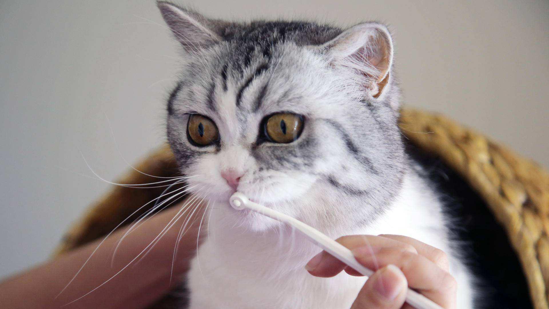 猫咪身上有异味？找准来源对症下药6