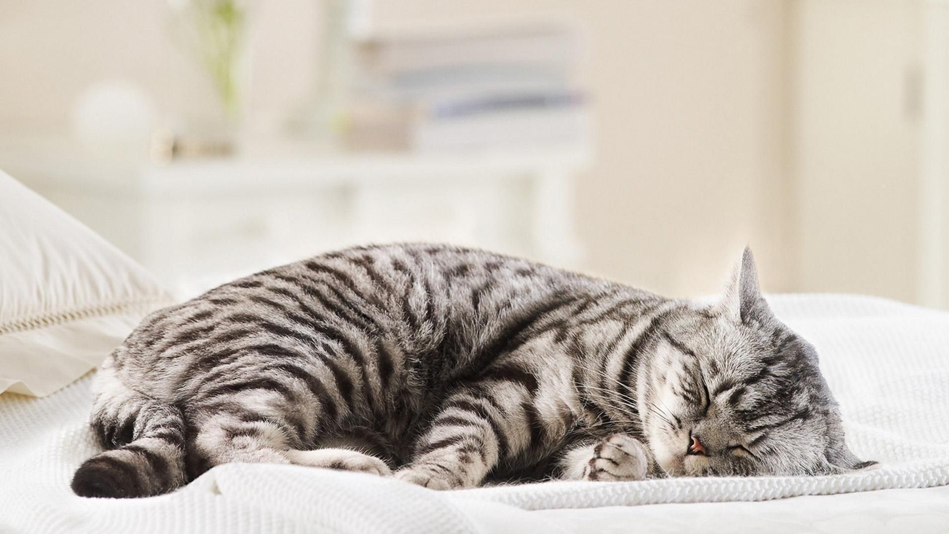 室内饲养的猫幸福吗?结果令人震惊6