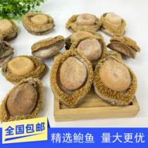 Afrique du Sud Abalone Dry 2 Head 3 Head 4 Head 5 6 8 Head 10 Head 13 13 16 16 Head 20 Head Dry Balfish 500 gr