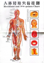 Wall chart of human body meridians and acupuncture points double-sided waterproof coating on the front