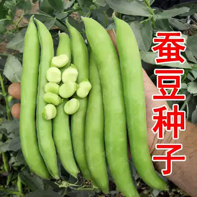 Big Dipper broad bean seed seed seed large grain farm high yield large grain type extra large southern spring vegetable