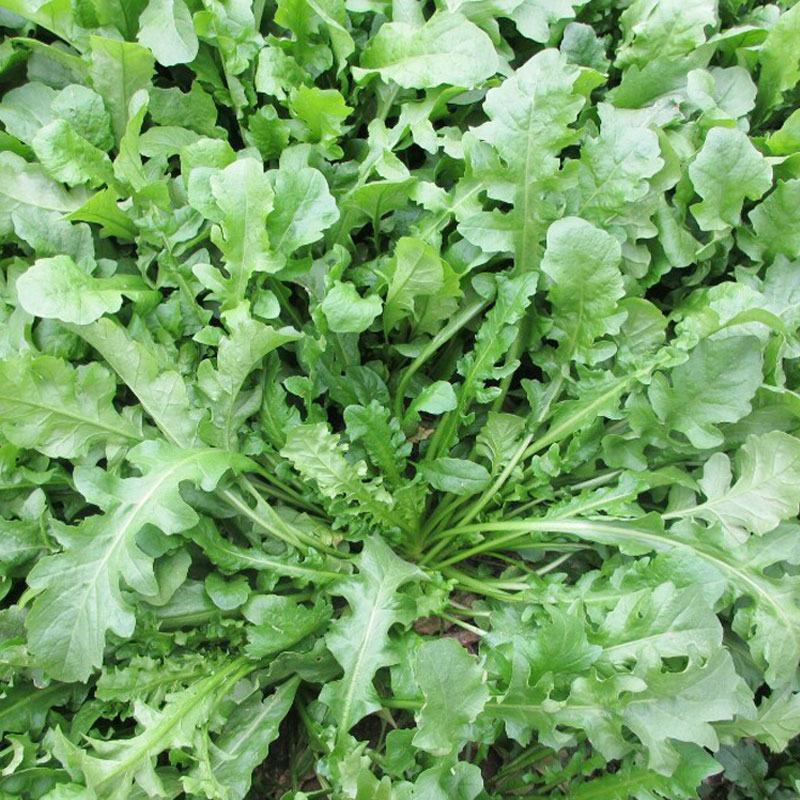 Large Leaf chestnuts Chestnut Vegetable Seeds Seed Seed Seed Seed Dandelion Ground Vegetable Wild Vegetable Autumn winter vegetables Season Vegetables