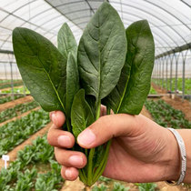 Big leaf Small leaf round leaf Spinach seeds Seeds seedlings Vegetables Heat-resistant rapeseed four seasons seeds potted vegetables Wave vegetables