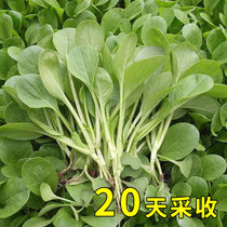 Shanghai green chicken feather vegetable seeds seed seeds seed seeds balcony potted rapeseed authentic four seasons vegetables vegetables cabbage