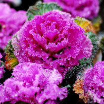 Japanese kale seeds Seeds seedlings Rapeseed seedlings Vegetable seedlings Autumn and winter balcony four seasons potted vegetable feather leaves