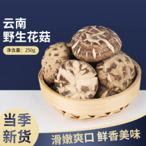 Dried mushroom Yunnan specialty basswood mushroom meat thick mushroom fragrance plateau specialty 250g fresh mushroom