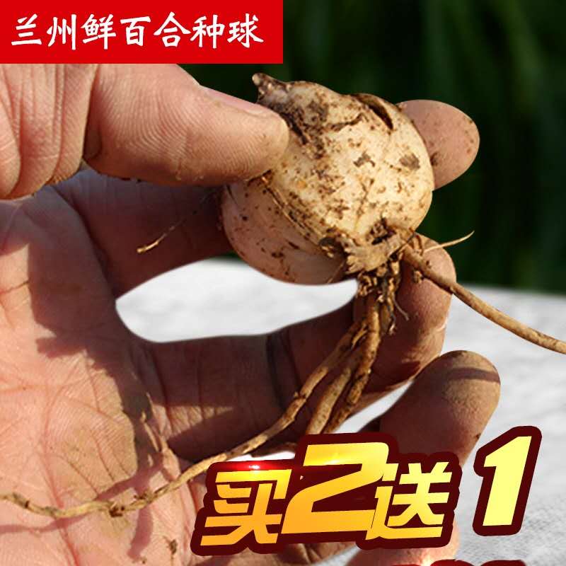 Gansu Lanzhou fresh edible sweet lily seeds ball flower with root seedlings 500g non-wild perfume lily