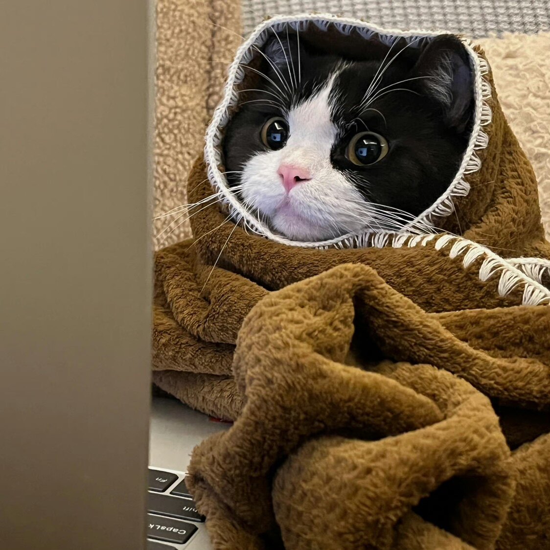 纯粹猫女美妆工具的LOGO