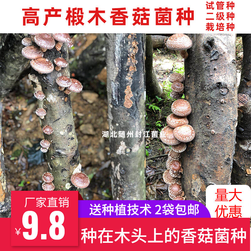 Mushroom - planted mushroom - mushroom - mushroom - mushroom - planted in mushroom - mushroom - mushroom - mushroom - mushroom