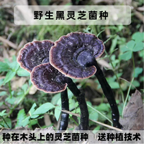 Ganoderma lucidum species Ganoderma lucidum species Black Ganoderma lucidum plant Ganoderma lucidum plant Wood Ganoderma lucidum species