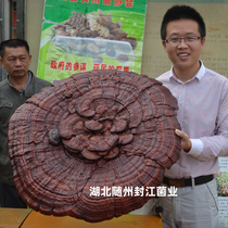 Ganoderma lucidum strain original species mother species Ganoderma lucidum planting Ganoderma lucidum black Ganoderma lucidum edible Ganoderma spp