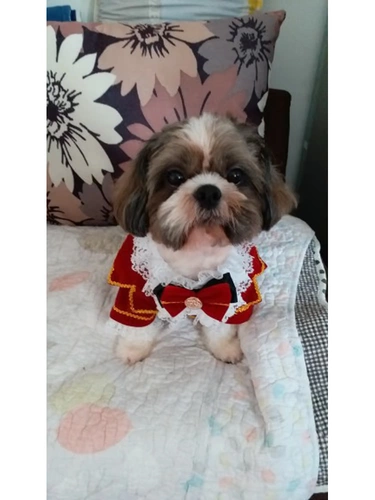 Вампир Эрл Гонг Собаки Семья Семья Медведь медведь личная кошка коба рубашка для любимой собаки собака и костюм для собак