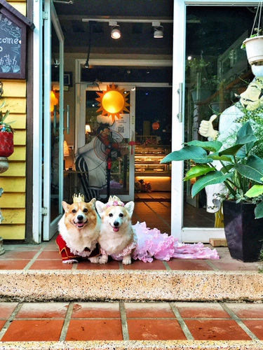 Вампир Эрл Гонг Собаки Семья Семья Медведь медведь личная кошка коба рубашка для любимой собаки собака и костюм для собак