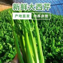 Shandong Shouguang celery fresh half-leaf celery juice special farmhouse crisp and tender vegetables 10 pounds