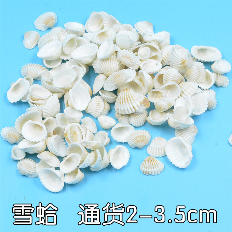 Snow Clams Bay Small White Shells Natural Sea Snail Fish Tank Ostomy Nursery Handmade Diy Stiletto Drift Bottle Decoration-Taobao