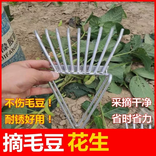 Сельскохозяйственное использование бобов эдамаме, выбирая овощи и пилинг бобов, выбирая арахис и собирает бобы