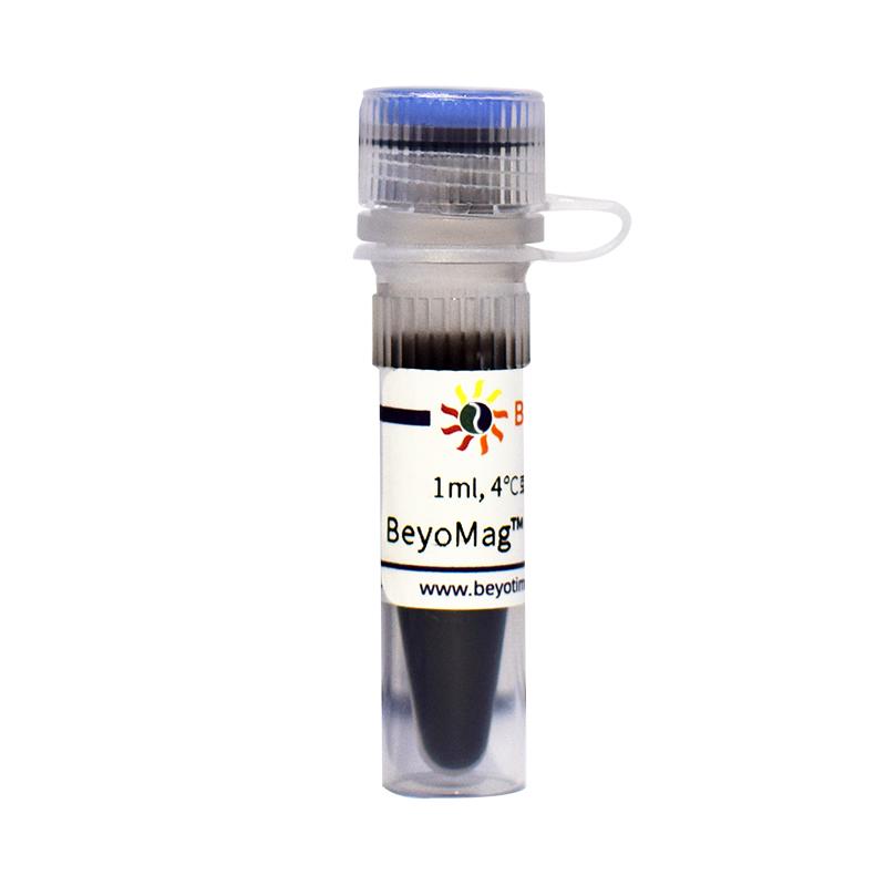 碧云天BeyoMag? Protein A+G磁珠P2108