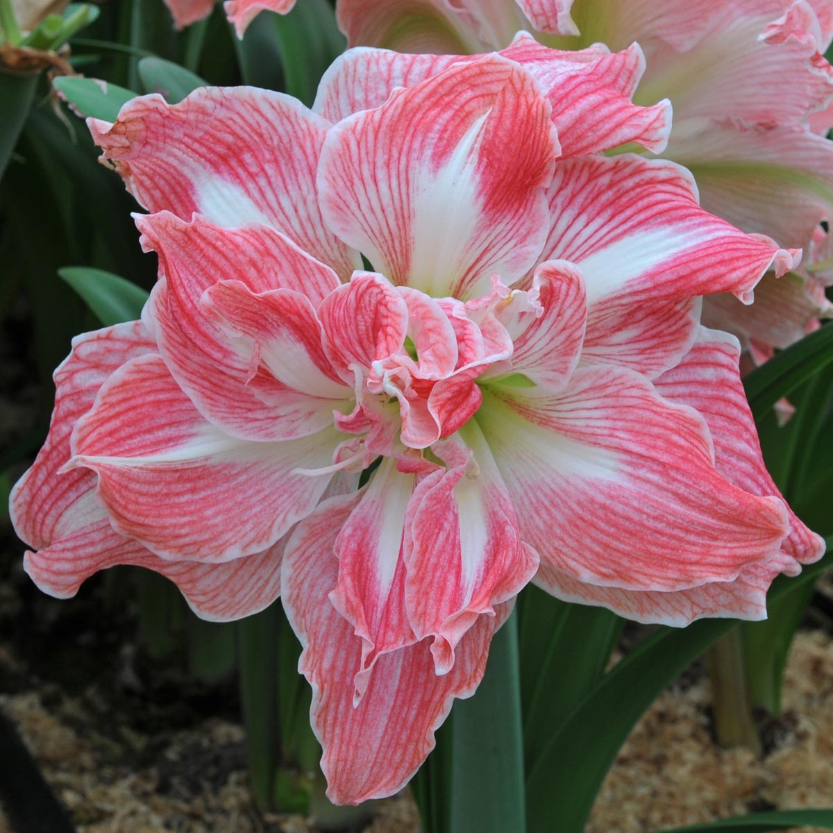 Issued in December, Beautiful Goddess, Beautiful Fairy, Imported Hippeastrum, Dutch Garden Art, Free Blind Box for Over 268 Yuan