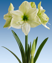 Spot Luna Luna imported from the Netherlands Hippeastrum bulbs Dutch gardening free blind box over 268 yuan