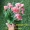 Mô phỏng hoa cúc nhỏ nhảy cúc Trang trí phòng khách hoa mô phỏng hoa giả 绢 hoa 7 ngã ba 28 mô phỏng hoa bán buôn - Hoa nhân tạo / Cây / Trái cây