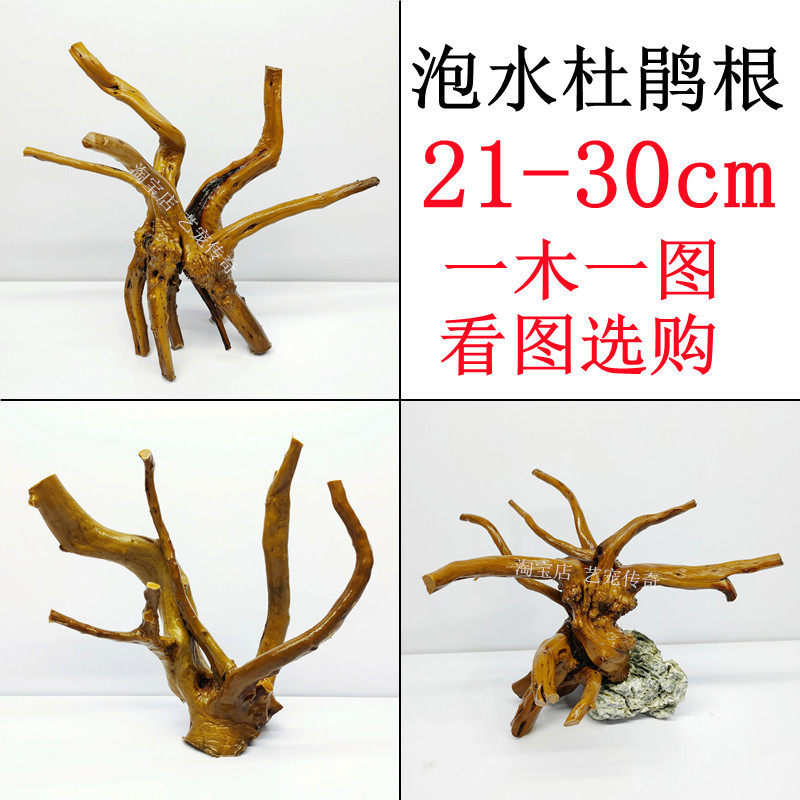 Cuckoo root Sink Wood Small Horn Free of Boiling Free Water Fish Tank Grass-cylinder Water Grass View Wood Looking to choose natural tree roots
