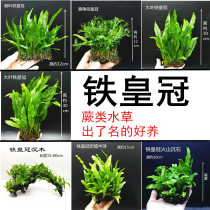 Iron crown lazy aquatic plants Easy to live real aquatic plants Live aquatic plants Fish tank landscaping aquarium decoration without sediment