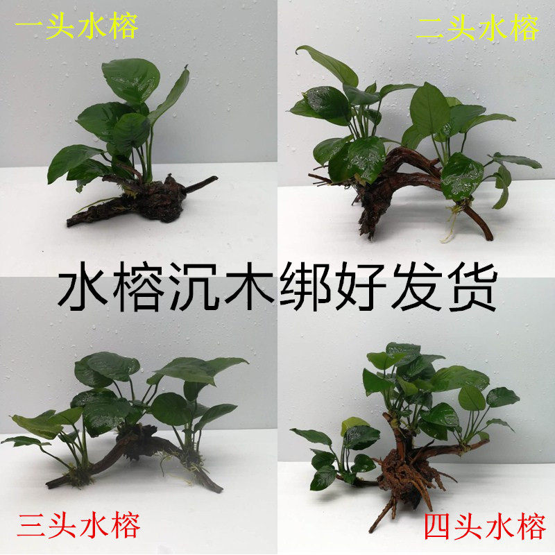 Lazy water plant Shenmu water banyan Aquarium landscaping decoration Living plant Fish tank Grass tank landscaping package Multi-head water banyan