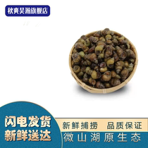 5 Catty Fresh Live Lake Screws Living Stir-fry Tian Snail Snail Flesh LIVE SNAIL POWDER MEAT NOW FOUND WITH A DEAD STUD PACKET LOST