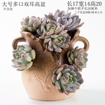 Creative personality king size black Mage high tube multi-meaty plant cliff old pile flower pot notch ceramic Laozhuang