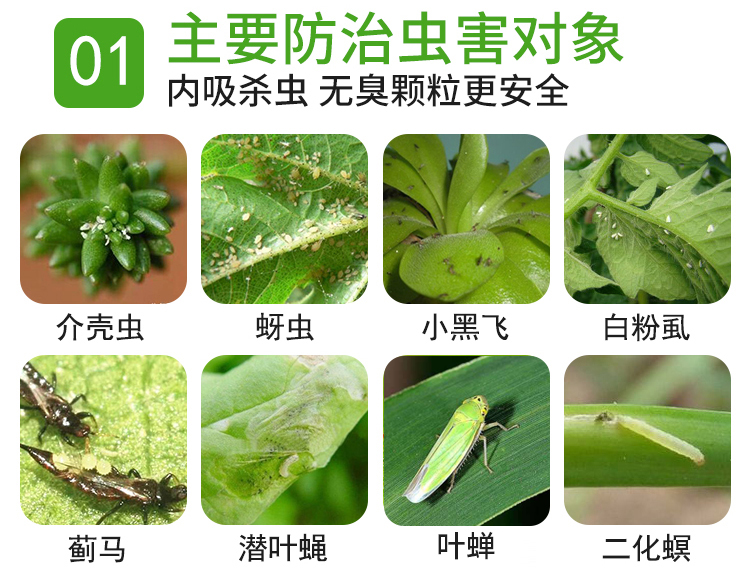 多肉专用不伤花小白药植物杀虫剂 图3