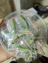 Mantis specimen frozen insect spot alien pet ferocious big devil flower Australian wide green giant double shield buck shield round shield