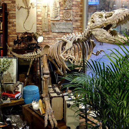 Resin Simulated Dinosaur Skeleton Fossil Animal Skeleton Large Window Display Floor-Standing Ornament Teaching Prop Specimen Model