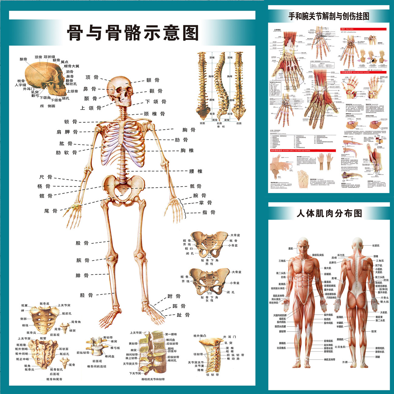 人體系統全身內臟骨骼肌肉結構解剖示意圖醫院宣傳海報展板掛圖