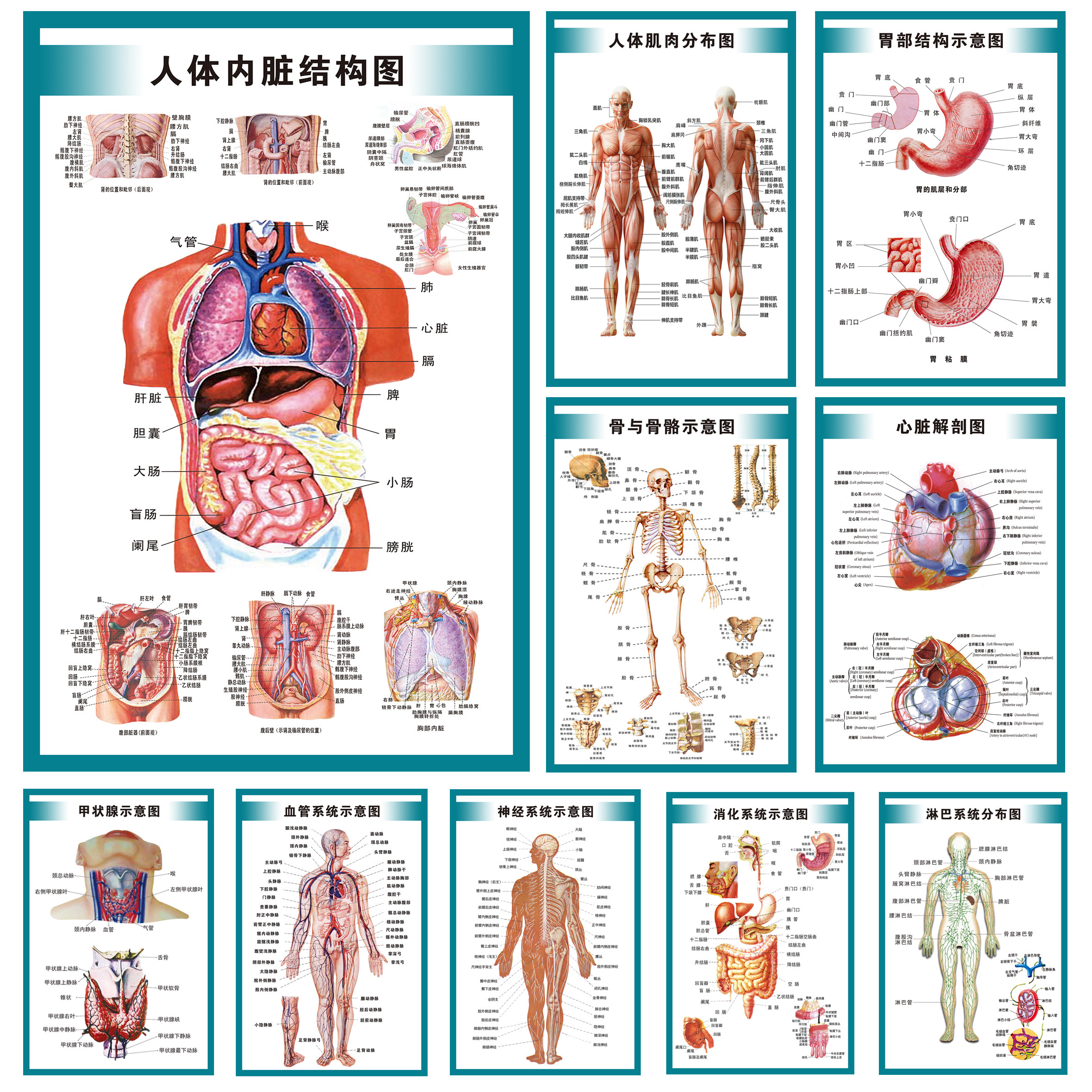 人體內臟解剖示意圖 醫學宣傳掛圖 心臟結構圖 消化系統示意圖