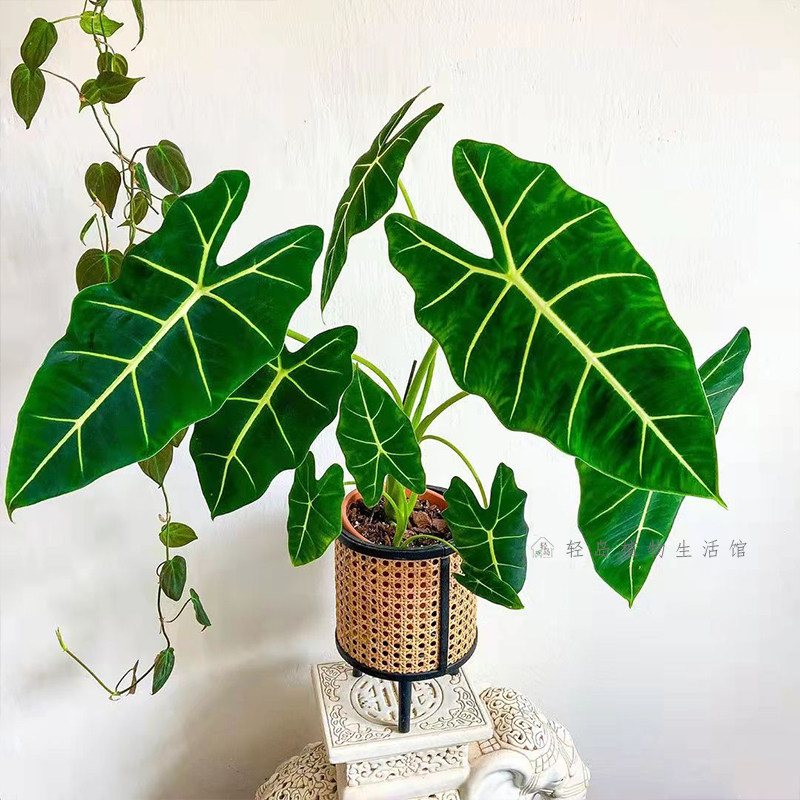 绿天鹅海芋天鹅绒竹芋:适合新手养护的2026年热门室内植物?