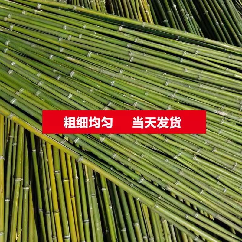 Bamboo Poles for Vegetable Gardens, Supports for Vegetables, Cucumber, Tomato, and Beans; Bamboo Fences, Small Bamboo Poles, Fine Bamboo Poles, Climbing Plant Trellis