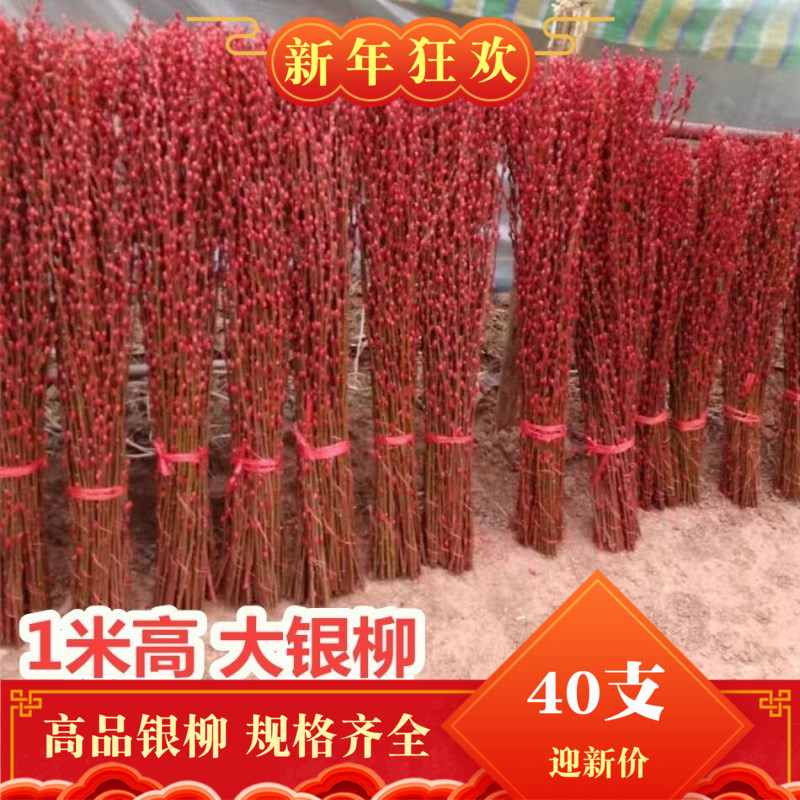 Yinliu true flowers 1 meter Yinliu fresh branches New Year flowers Yinliu dry flowers can be put dry water can be raised 20