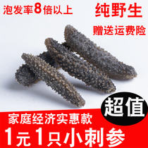 100pcs 1 yuan 1pcs wild thorn ginseng light dried sea cucumber dried black thorn ginseng seafood products Non-instant nutrition 2-4cm