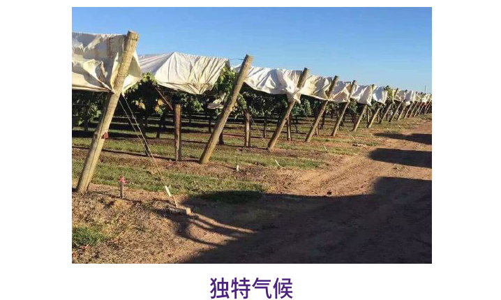 供应 澳洲品种金手指黑提2斤装 进口黑加仑无