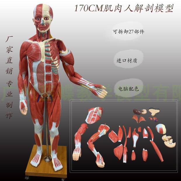人体全身肌肉附内脏模型医学教学成人人体肌肉解剖内脏解剖170CM