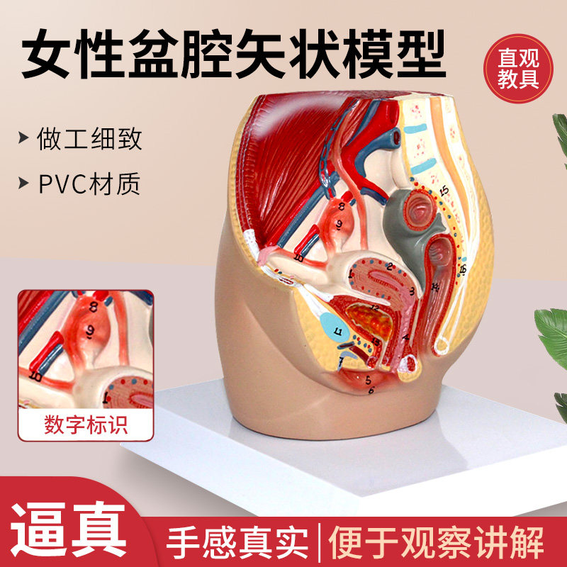 教学女盆腔模型女性泌尿生殖系统标本正中矢状切人体解剖教学模型
