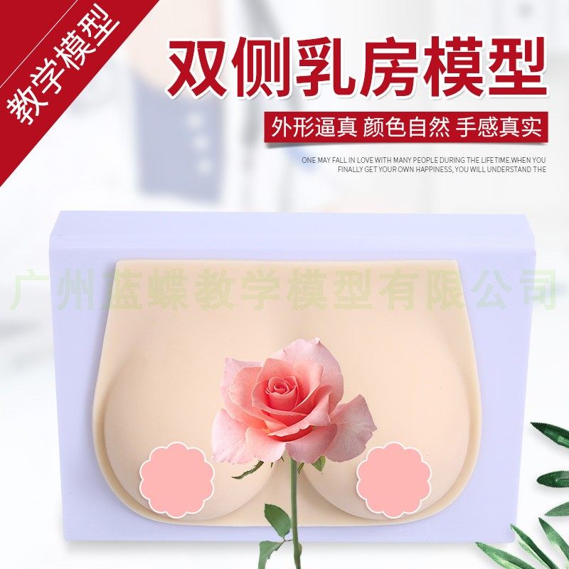催乳师教具 女性乳房模型 硅胶乳房模型 催乳师培训医学用假乳房