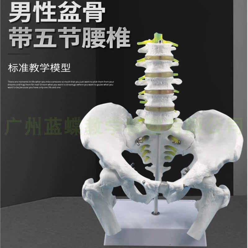 自然大人体脊柱五节腰椎带尾骨椎间盘神经模型成人腰椎带骨盆模型