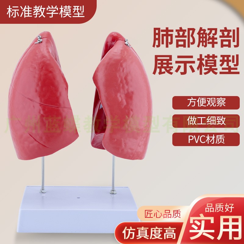 自然大肺解剖模型人体肺解剖模型肺解剖展示教学模型医学 肺模型