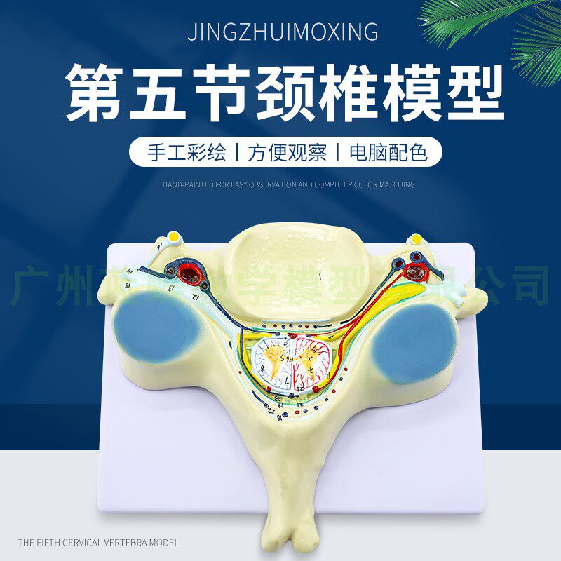第五节颈椎脊髓和脊神经放大模型 颈椎脊髓横切   脊髓放大模型