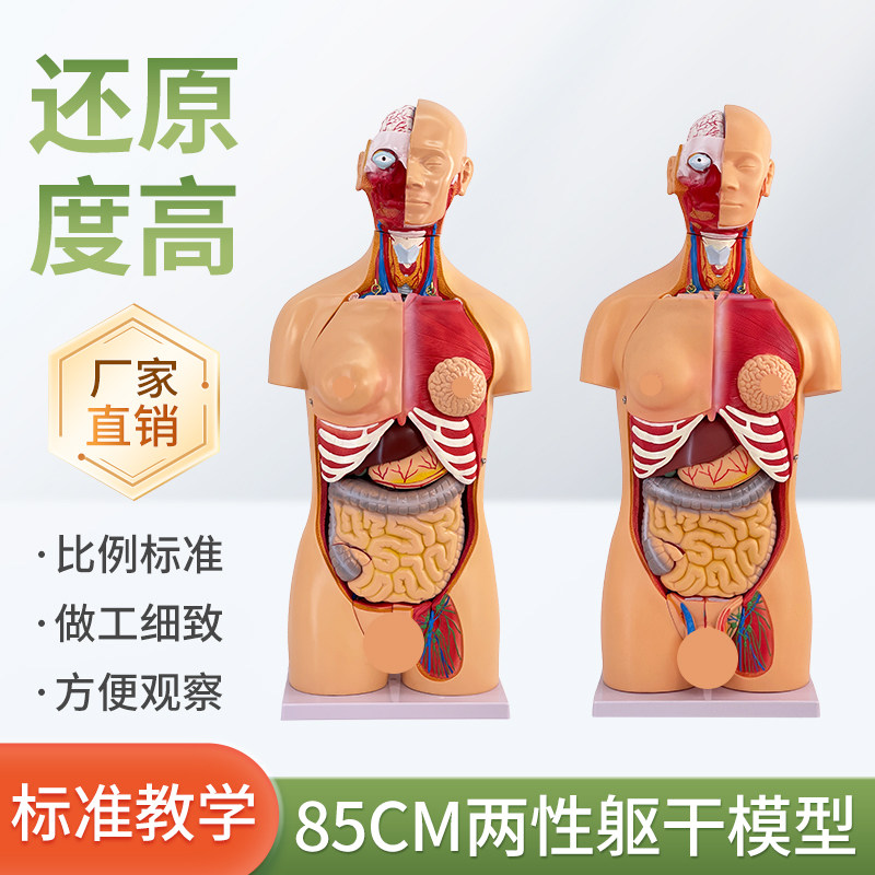 85CM两性躯干可拆23件人体器官结构解剖模型内脏大脑心脏教学拆卸