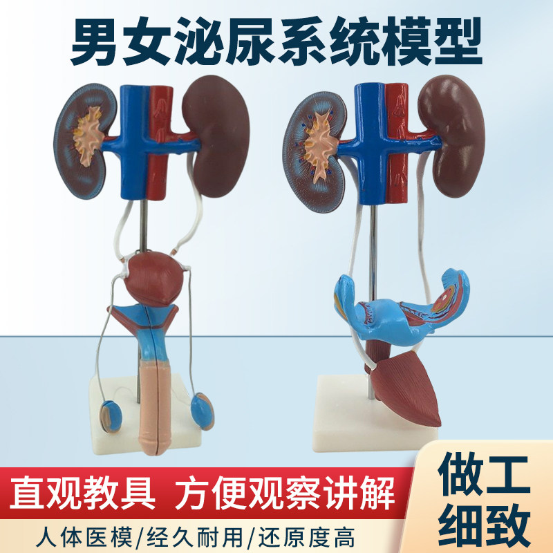 男性女性泌尿生殖系统模型肾脏解剖模具膀胱输尿管结构造立体教学