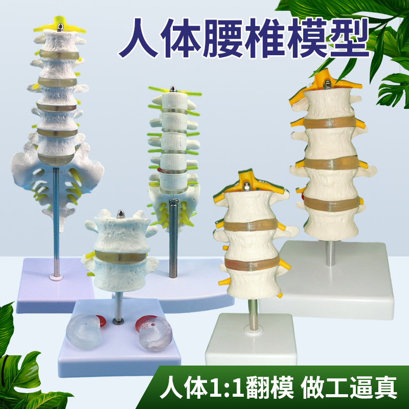 人体脊柱模具脊椎骨腰椎模型 腰椎结构腰椎间盘 关节模具骨头骨架